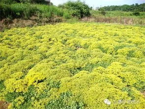 土壤修复技术分述 生物修复技术篇（二）