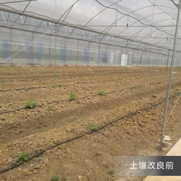 微生态诱发控制修复系统 推动土壤修复改良的新突破